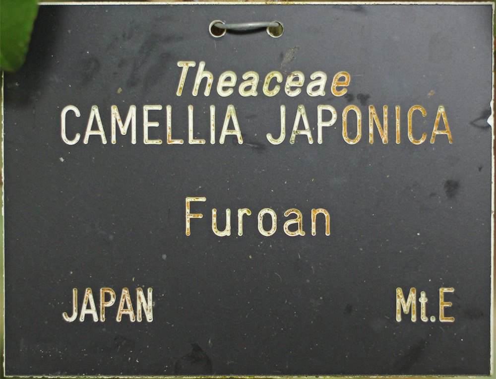 Camellia japonica 'Furô-an'