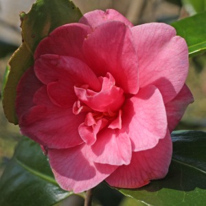 Camellia japonica 'Beverley Caffin'