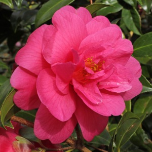 Camellia x williamsii 'Charity'