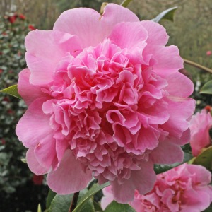 Camellia x williamsii 'Elsie Jury'