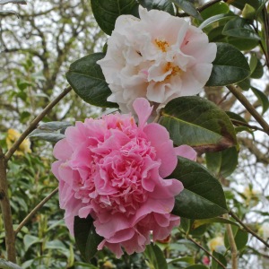 Camellia x williamsii 'Fair Jury'