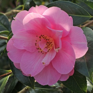 Camellia x williamsii 'Sayonara'