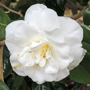 Camellia japonica 'White Giant'