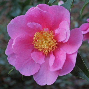 Camellia 'Flower Girl'