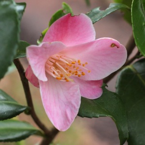 Camellia hybrid 'Minato-no-akebono'
