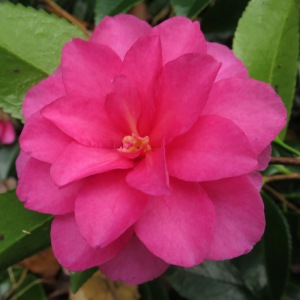 Camellia hiemalis 'Shishigashira'