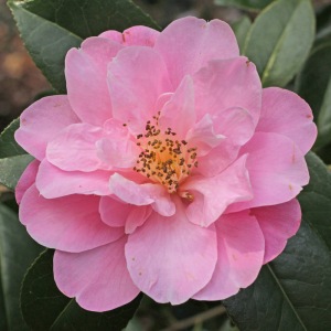 Camellia x williamsii 'Marjorie Waldegrave'