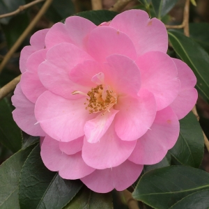 Camellia x williamsii 'The Duchess of Cornwall'