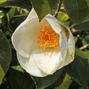 Camellia japonica 'Duckyl's Belle'