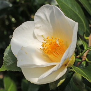 Camellia japonica 'Duckyl's Belle'