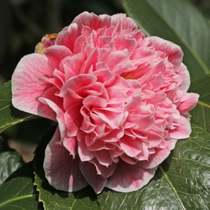 Camellia japonica 'Elizabeth Rose Open'