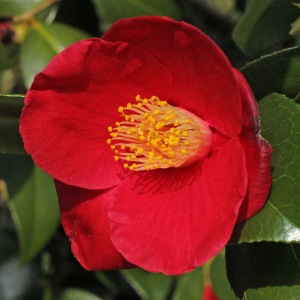 Camellia japonica 'Evelyn'