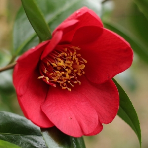Camellia japonica 'Sylvia'