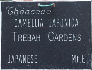 Camellia japonica 'Trebah Gardens'