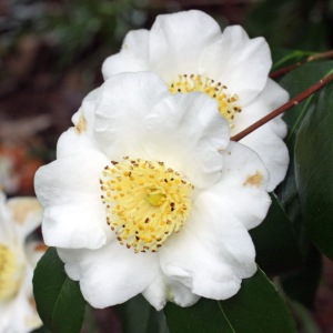 Camellia japonica 'Yukimiguruma'