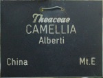 Camellia japonica 'Albertii'