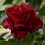 Camellia japonica 'Konronkoku'