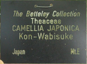 Camellia japonica 'Kon-wabisuke'