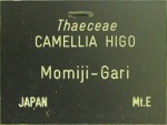Camellia japonica 'Momijigari' (Higo)