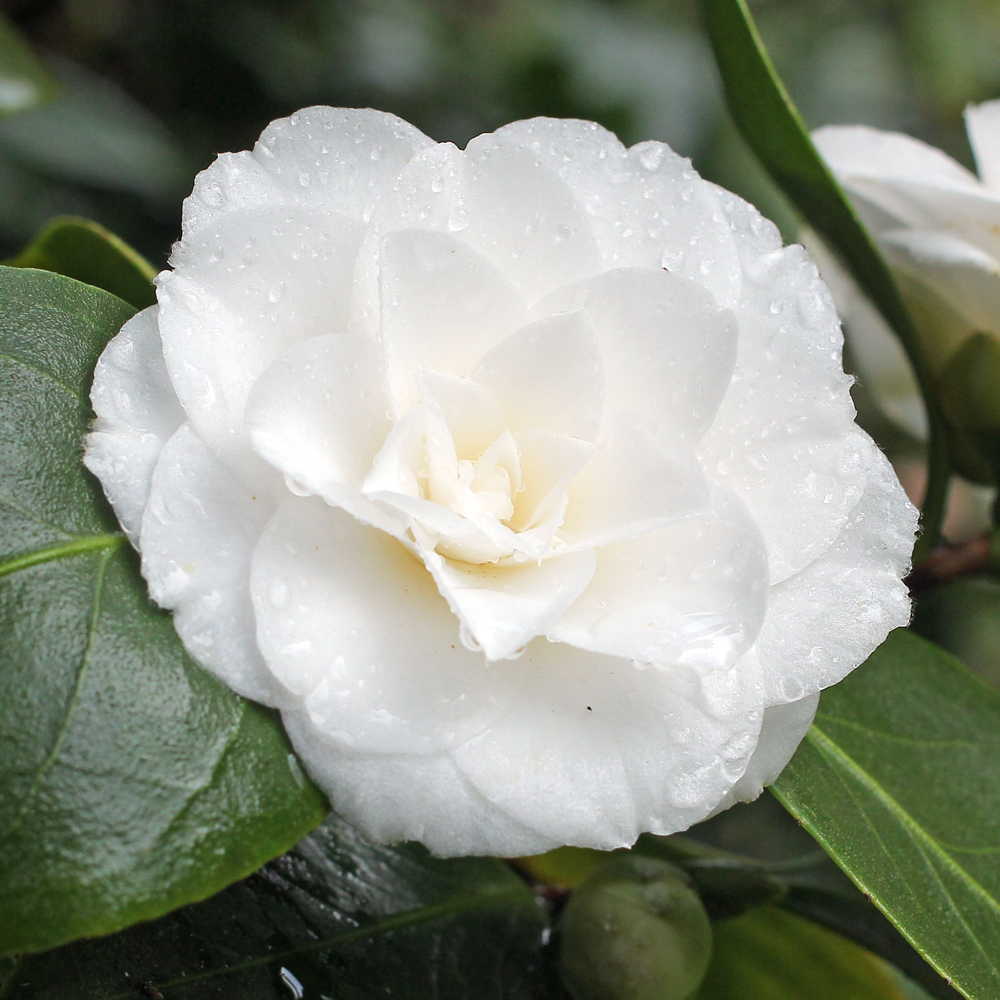 Camellia japonica 'Mrs Bell'