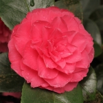 Camellia japonica 'William Bull'