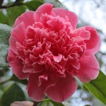 Camellia japonica 'Centenary'