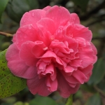Camellia japonica 'Chandlers Victory'