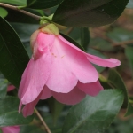 Camellia x williamsii 'Ellamine'
