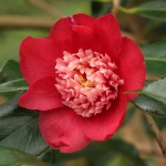 Camellia japonica 'Sundae'