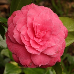 Camellia japonica 'Monsieur Faucillon'