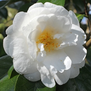 Camellia japonica 'Alba Grandiflora'