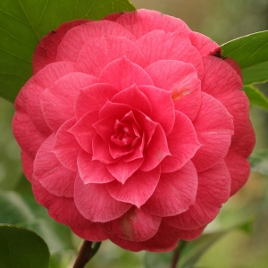 Camellia japonica 'Giuditta Rosani'