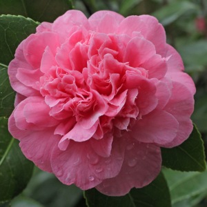 Camellia japonica 'Madame Martin Cachet'