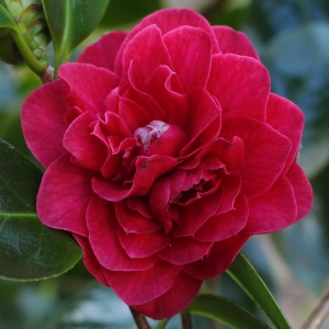 Camellia japonica 'Elizabeth Hawkins'