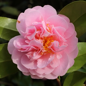 Camellia x williamsii 'Tregrehan'