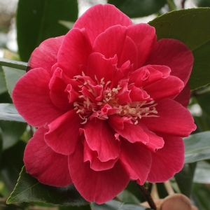 Camellia japonica 'Virginia Carlyon'