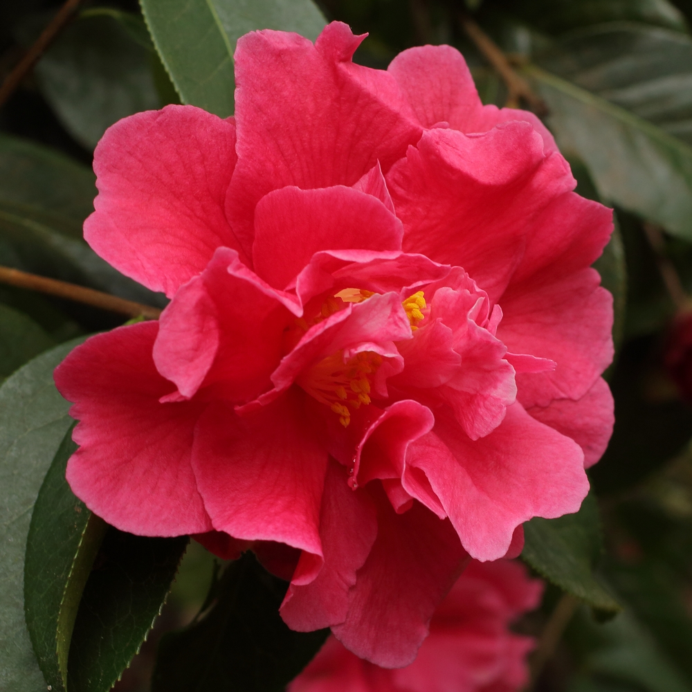 Camellia reticulata 'Baozhu Cha'