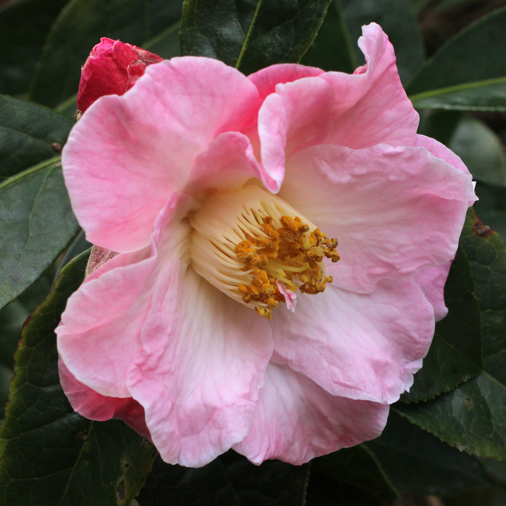 Camellia hybrid 'Blissful Dawn'