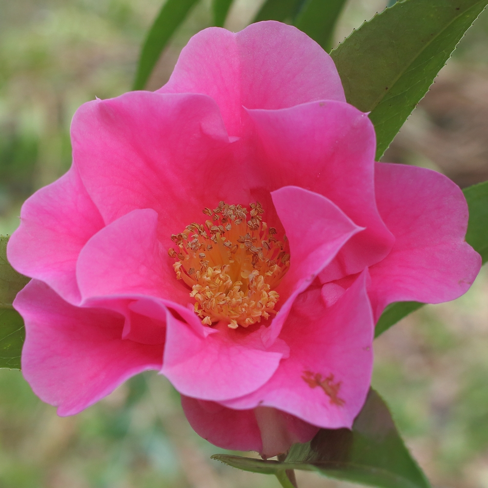 Camellia hybrid 'Buddha'