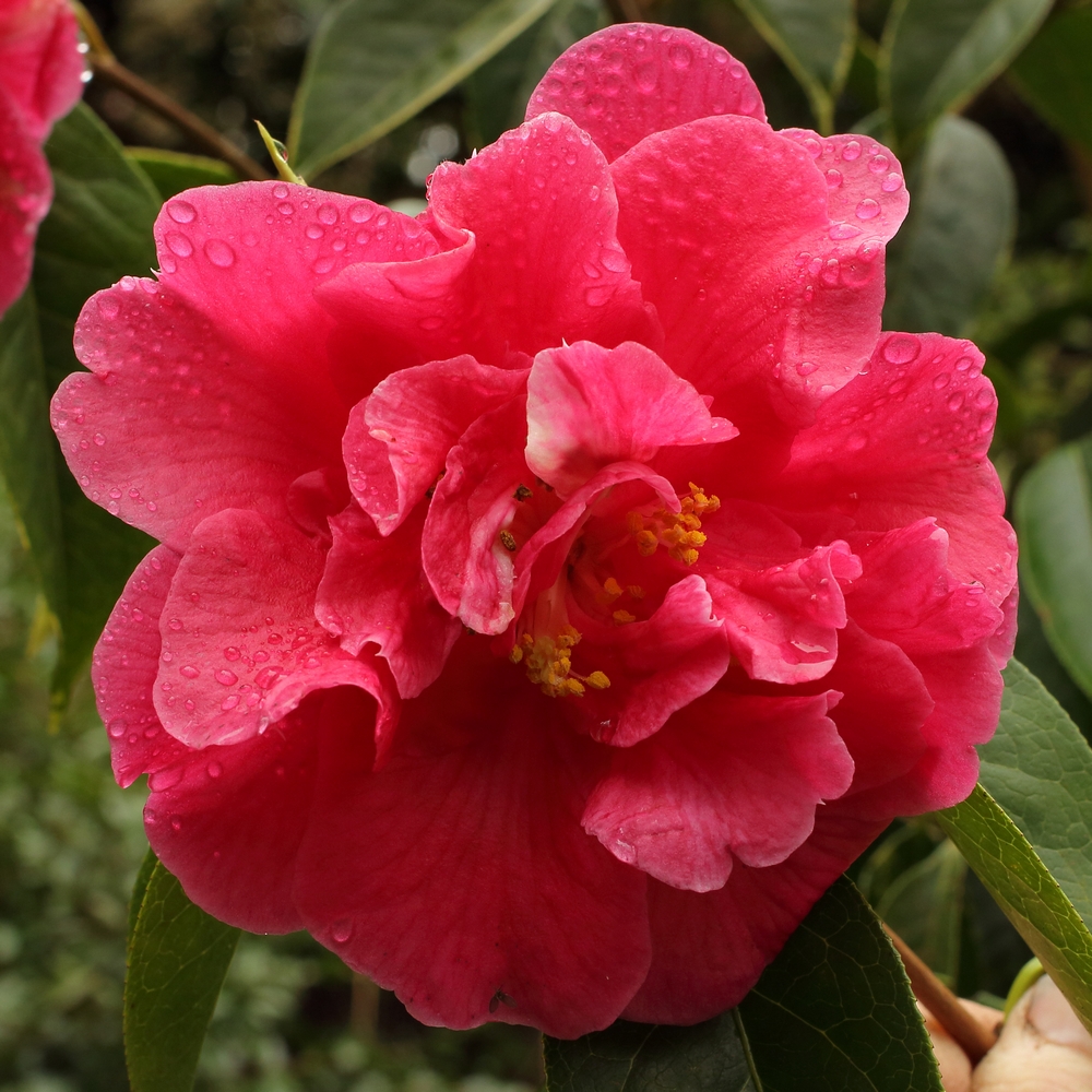 Camellia reticulata 'Dataohong'