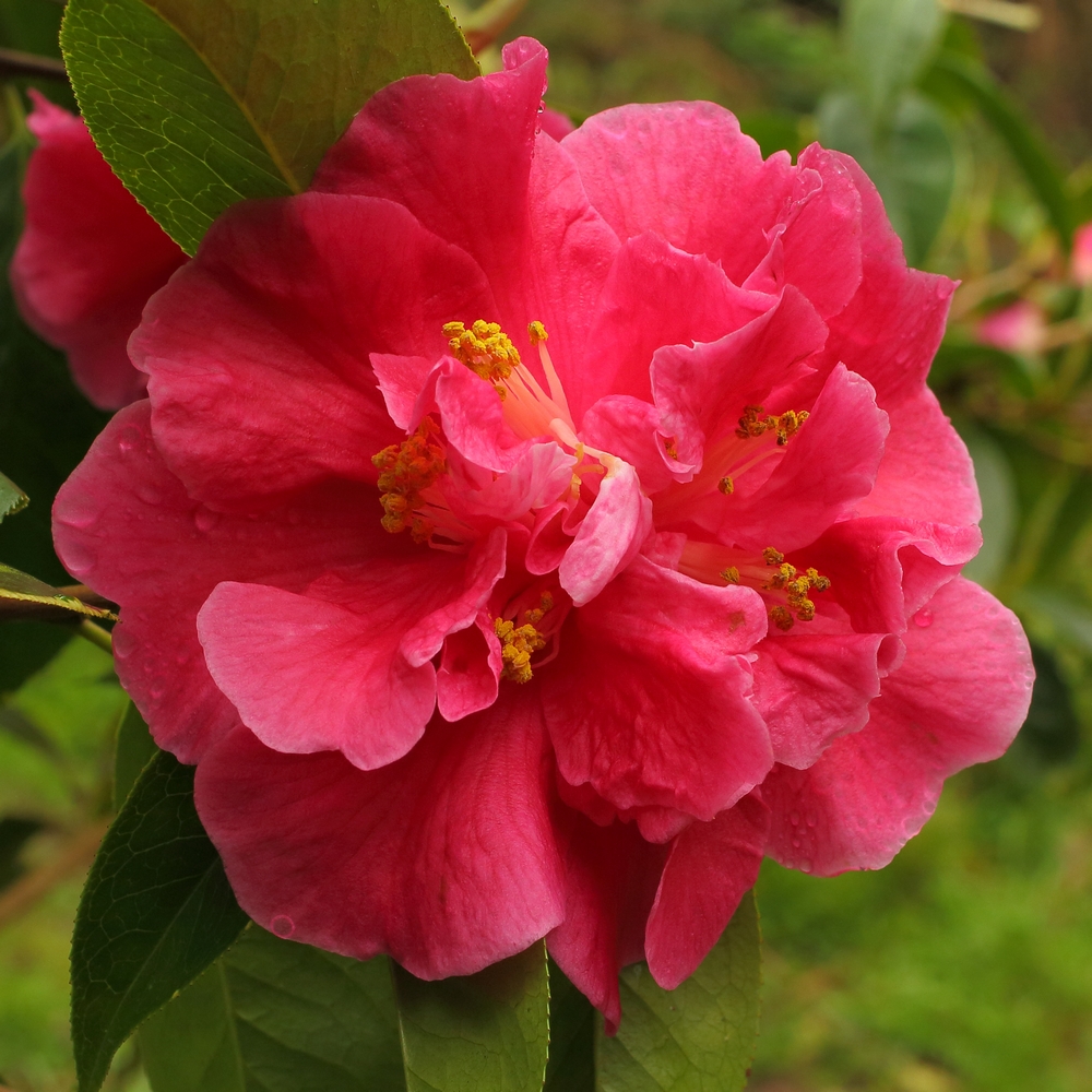 Camellia reticulata 'Dataohong'