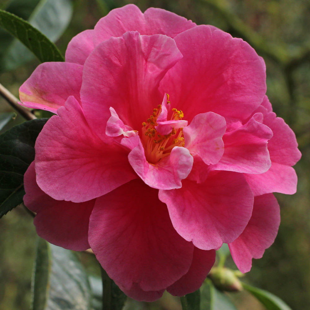 Camellia reticulata 'Dayinhong'