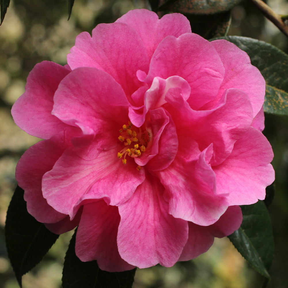 Camellia reticulata 'Dayinhong'
