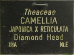 Camellia hybrid 'Diamond Head'