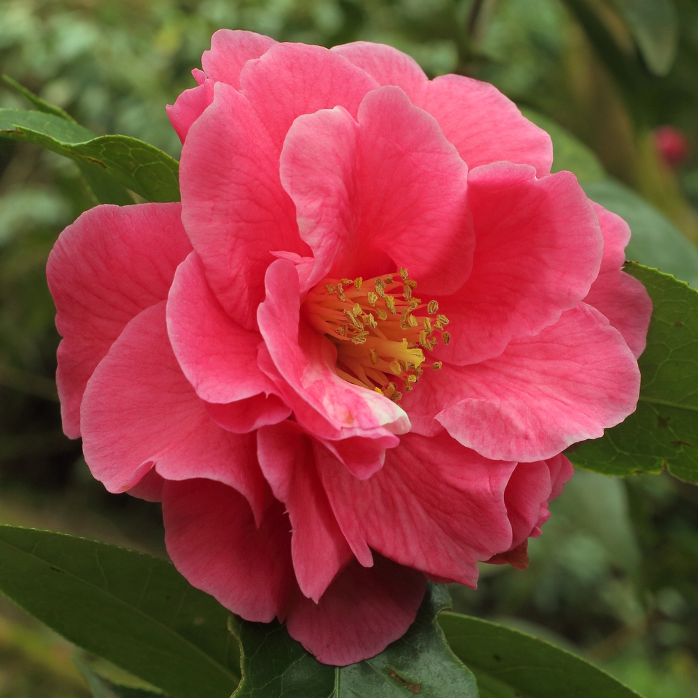 Camellia hybrid 'Dream Castle'