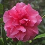 Camellia hybrid 'Innovation'