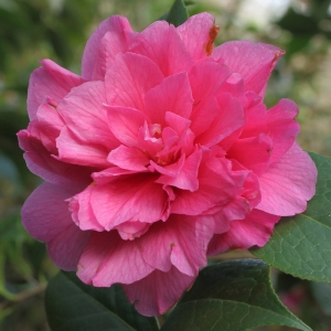 Camellia hybrid 'Innovation'