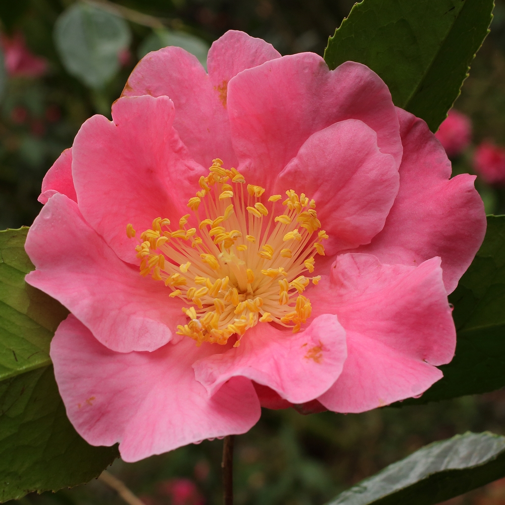 Camellia reticulata 'Mouchang'