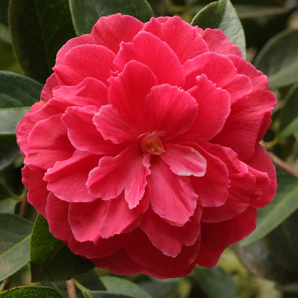Camellia reticulata 'Songzilin'