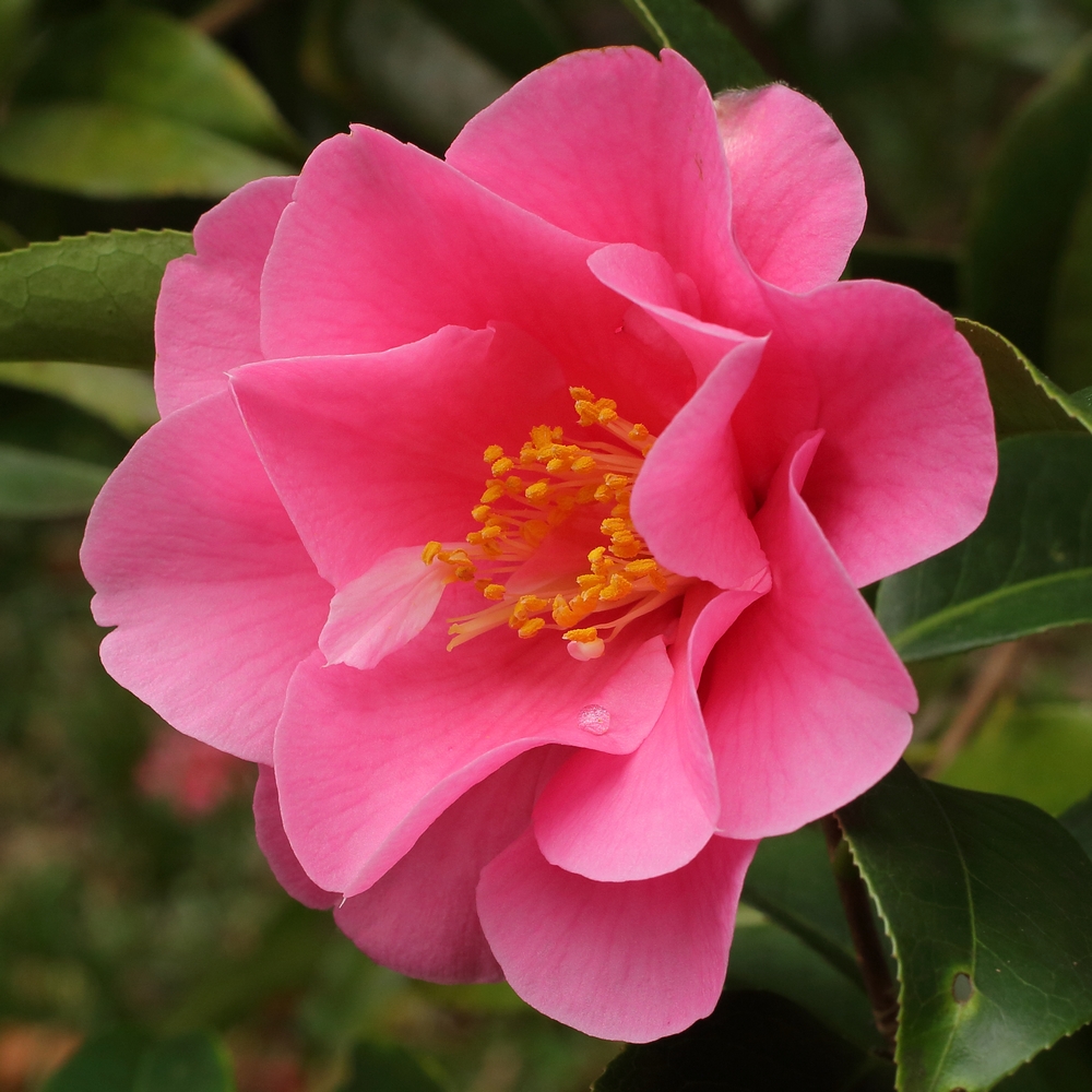 Camellia hybrid 'Valley Knudsen'